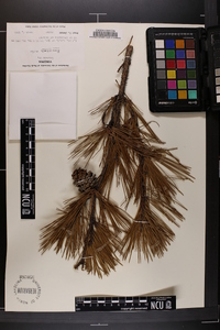 Pinus echinata image