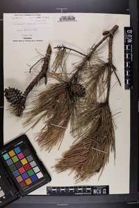 Pinus echinata image