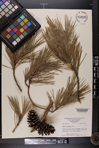 Pinus echinata image