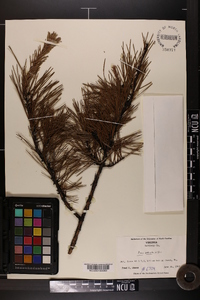 Pinus echinata image