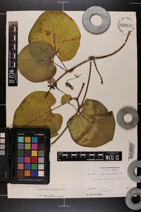 Aristolochia macrophylla image