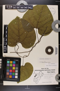 Aristolochia macrophylla image