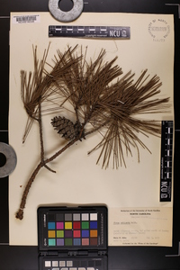 Pinus echinata image