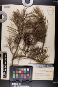 Pinus echinata image