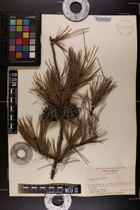 Pinus echinata image