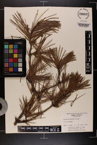 Pinus echinata image