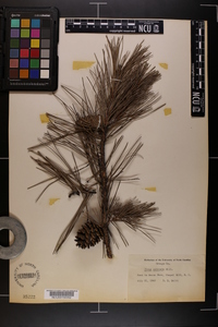 Pinus echinata image