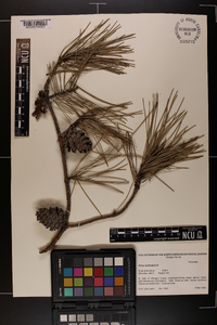 Pinus echinata image