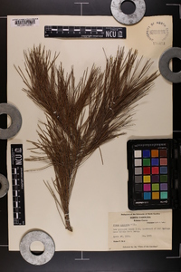 Pinus echinata image