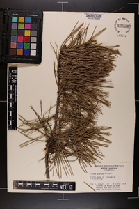 Pinus glabra image