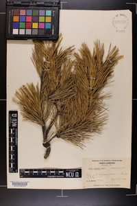 Pinus pungens image