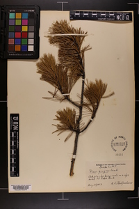 Pinus pungens image