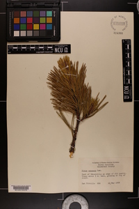 Pinus pungens image