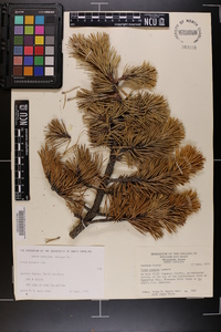 Pinus pungens image