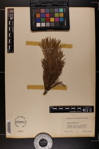 Pinus pungens image