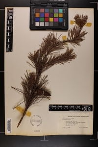 Pinus pungens image