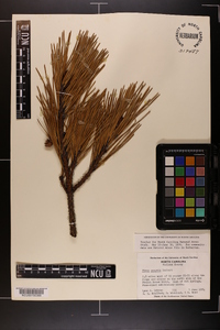 Pinus pungens image