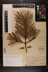 Pinus pungens image