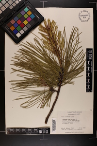 Pinus serotina image