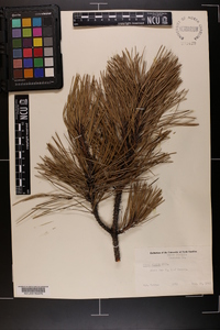 Pinus rigida image