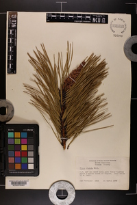 Pinus rigida image