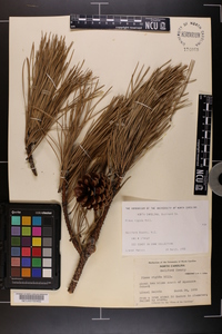Pinus rigida image