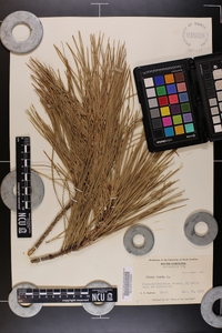 Pinus taeda image