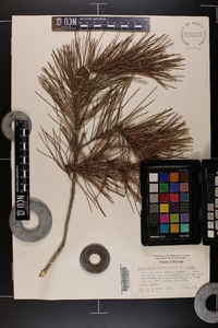 Pinus clausa image