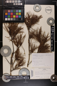 Pinus clausa image