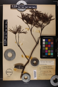 Pinus clausa image
