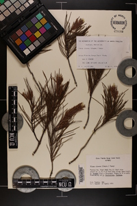 Pinus clausa image