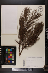 Pinus clausa image