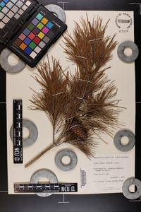 Pinus clausa image