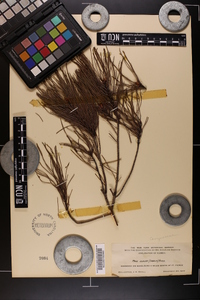 Pinus clausa image