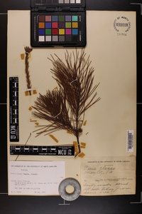Pinus clausa image