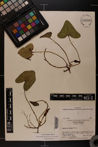 Hexastylis arifolia image