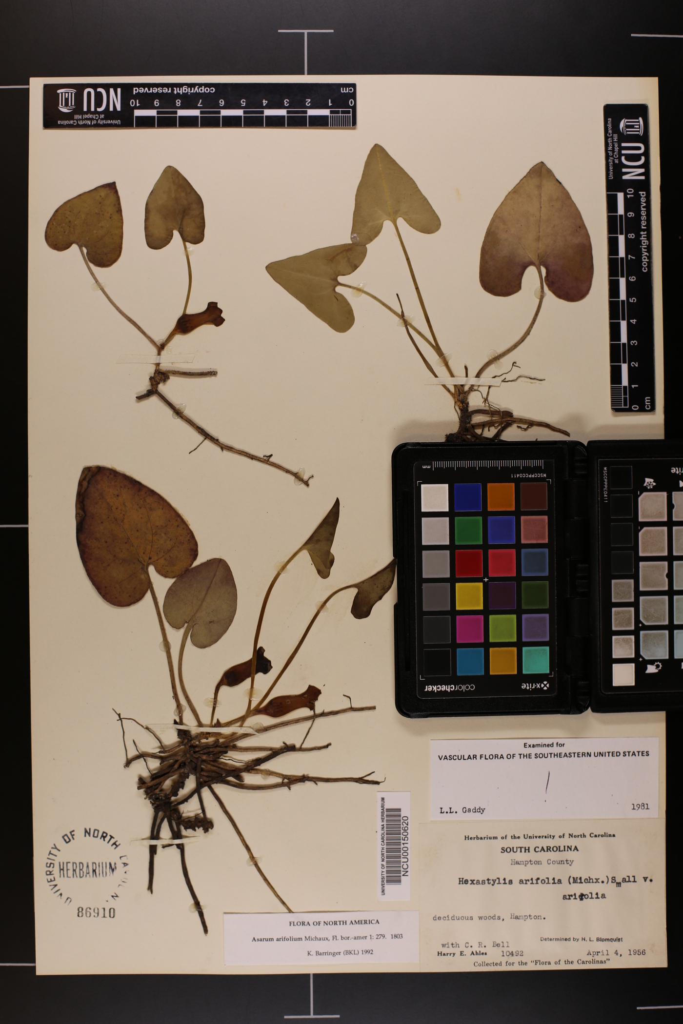 Hexastylis arifolia var. arifolia image