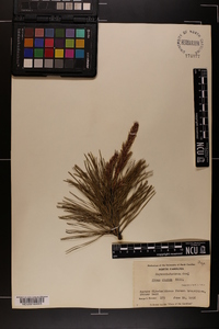 Pinus rigida image