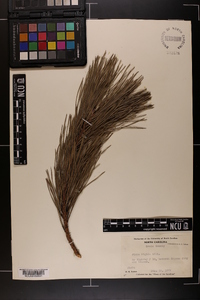 Pinus rigida image