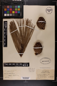 Pinus serotina image