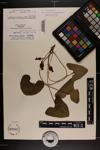 Hexastylis arifolia image