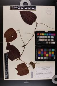 Brunnichia cirrhosa image
