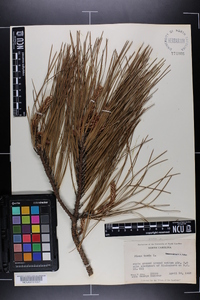 Pinus taeda image