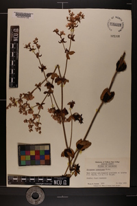 Eriogonum tomentosum image