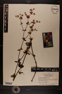 Eriogonum tomentosum image