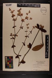 Eriogonum tomentosum image