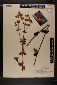 Eriogonum tomentosum image