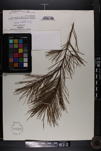 Pinus glabra image