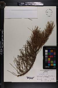 Pinus glabra image