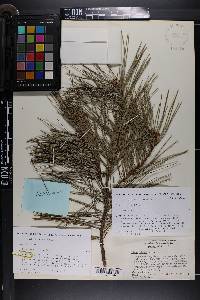 Pinus glabra image